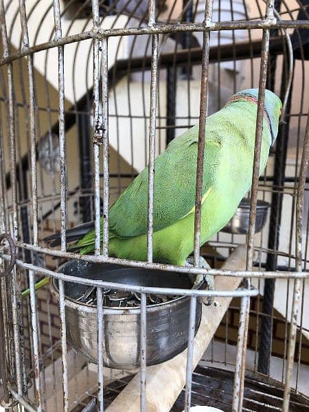 Green Ring Neck Parrot 7