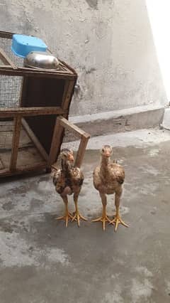 Thai hens 2 shamoo 2 golden buff 1