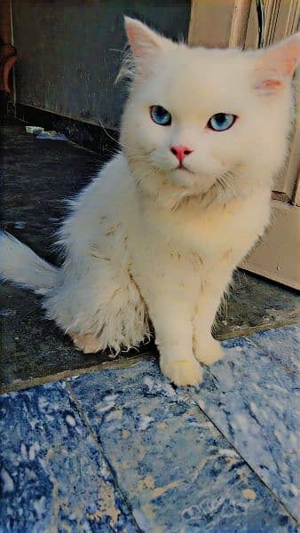 Persian cat 1