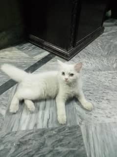 Persian cat doll face