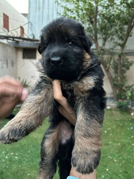 German shepherd puppies for sale 4