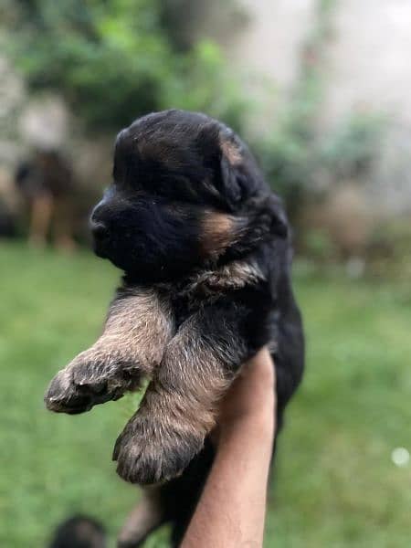 German shepherd puppies for sale 5