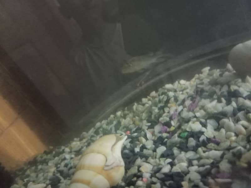 Big aquarium oxygenpump+ stonesshells+diamond tetra fish+feed 1