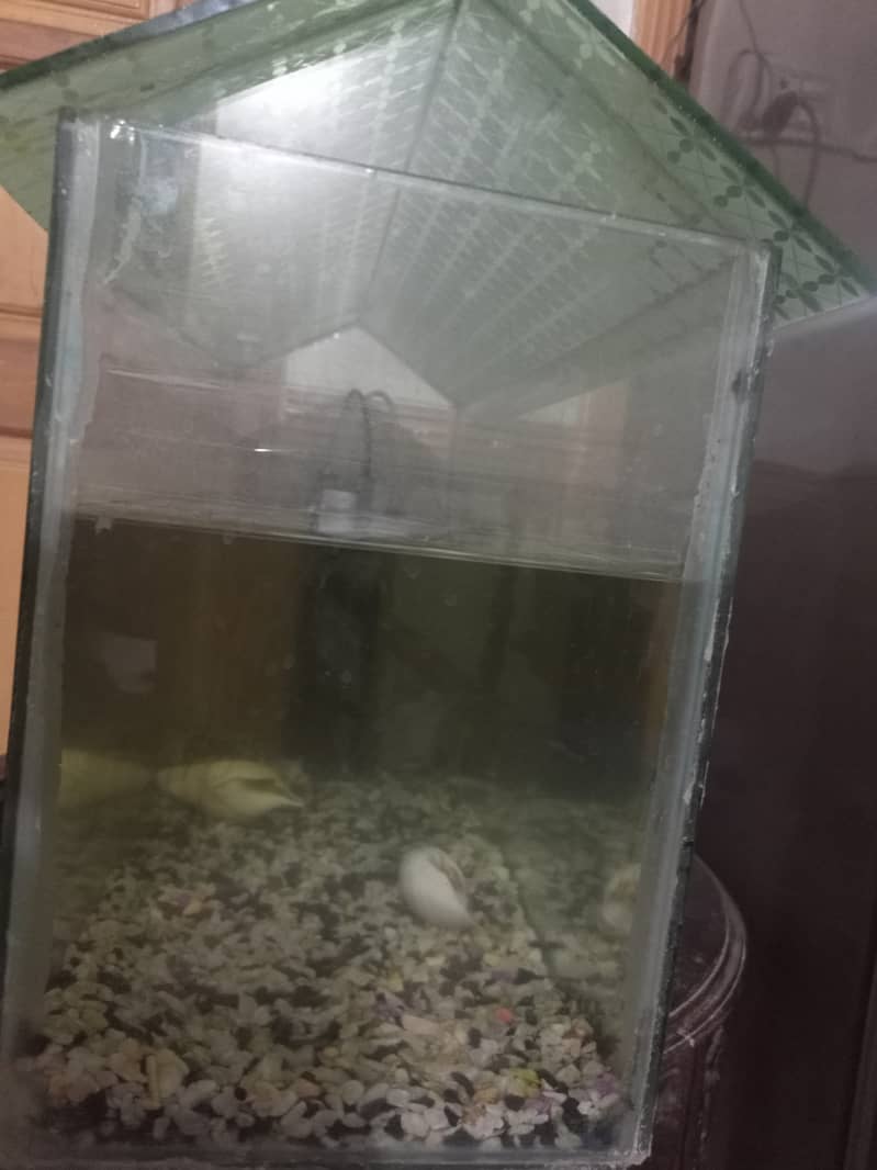 Big aquarium oxygenpump+ stonesshells+diamond tetra fish+feed 7