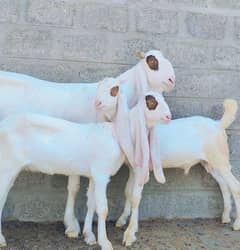Pure Gulabi Kapli Bakri 3 month Ki gaban with 2 kids