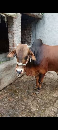 Bull for sale Qurbani