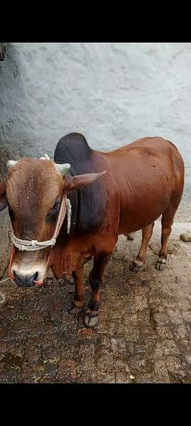 Bull for sale Qurbani 1