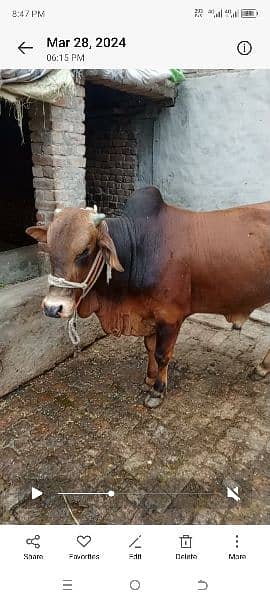 Bull for sale Qurbani 2