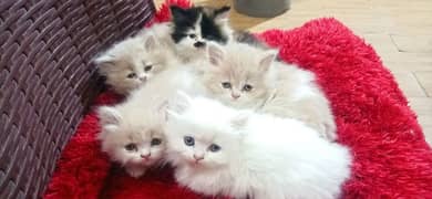 Persian Kitten/Cat Cute, Healthy and Active