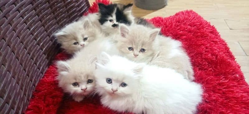 Persian Kitten/Cat Cute, Healthy and Active 5