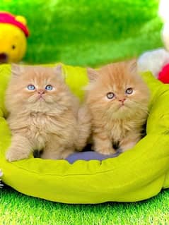 Persian Kitten/Cat Cute, Healthy and Active