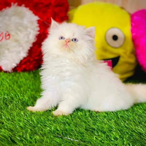 Persian Kitten/Cat Cute, Healthy and Active 2