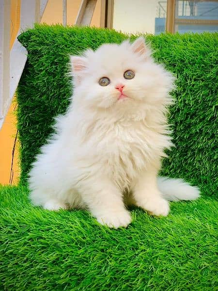 Persian Kitten/Cat Cute, Healthy and Active 4