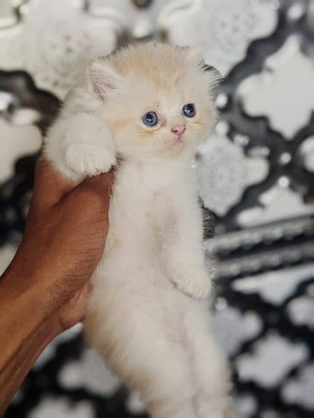 Persian Kitten/Cat Cute, Healthy and Active 7