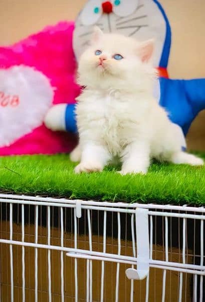 Persian Kitten/Cat Cute, Healthy and Active 1