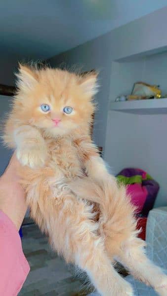 Persian Kitten/Cat Cute, Healthy and Active 8