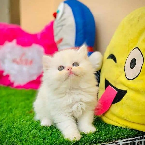 Persian Kitten/Cat Cute, Healthy and Active 3
