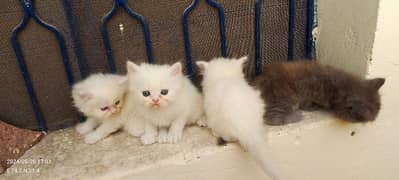perisna kittens for sale 0