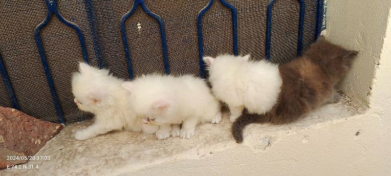 perisna kittens for sale 3