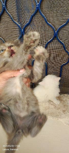 perisna kittens for sale 5