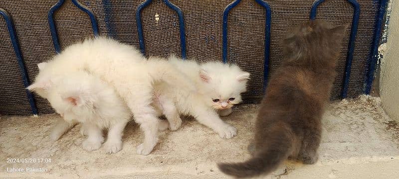 perisna kittens for sale 6