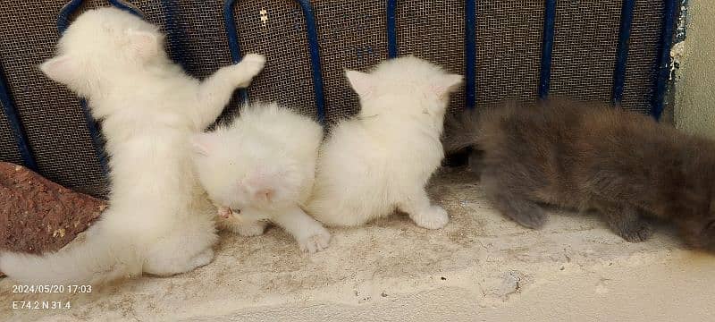 perisna kittens for sale 7