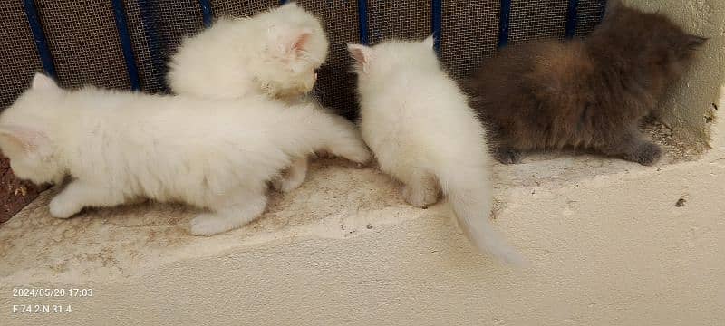 perisna kittens for sale 9
