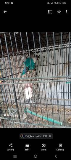 lovebirds 2 breeder pair with cage