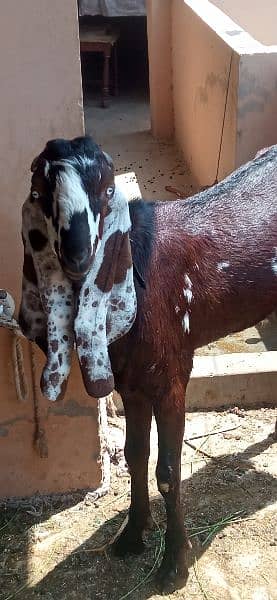 goats for sale 8