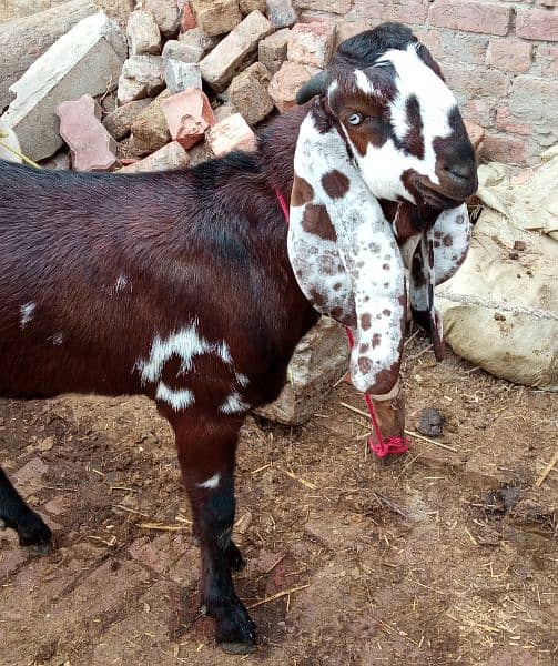 goats for sale 10