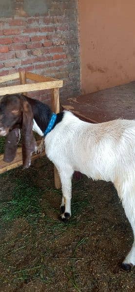 goats for sale 13