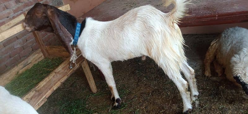 goats for sale 15