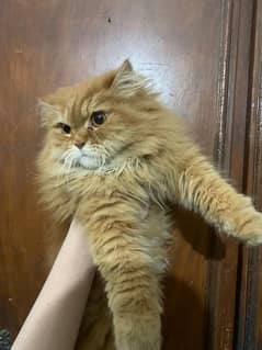 Persian Ginget cat