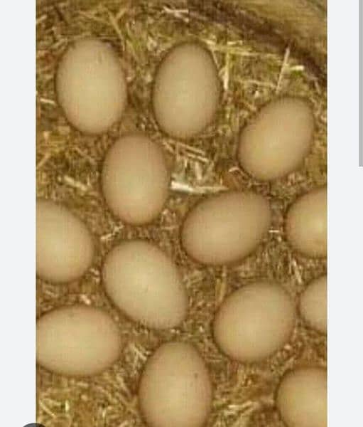 9 x Aseel chicks for sale Rs. 1050per piece. fertile aseel eggs 6