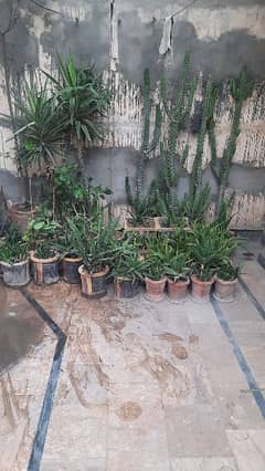 Plants for Sale 0