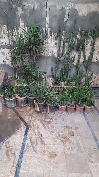 Plants for Sale 1