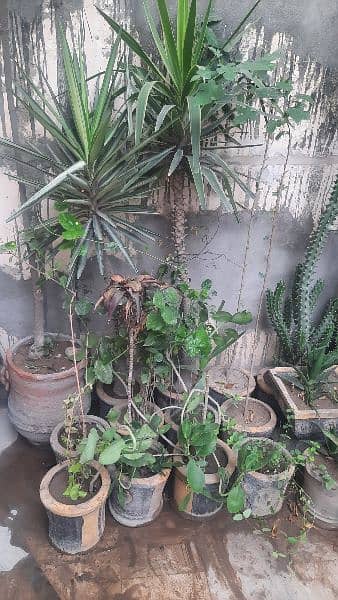 Plants for Sale 2