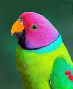 Indian Plum Head Parrot 03175901058
