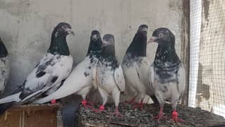 Goldan kamagar dabaz zeery pigeons for sale.