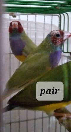 Lady golden pair and single male