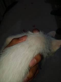 Persian cat for sale