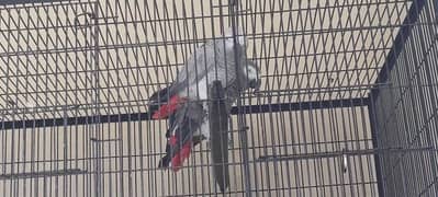 congo African grey parrot