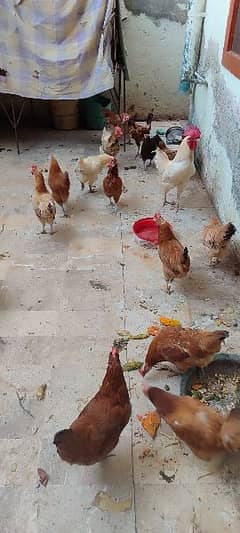 Hens For Sale