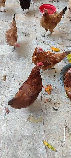 Hens For Sale 1