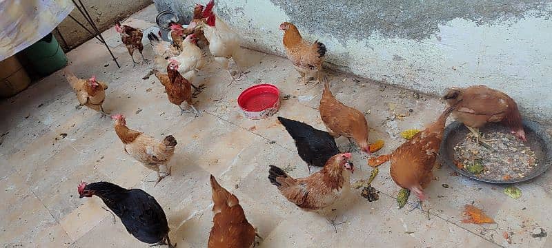 Hens For Sale 2