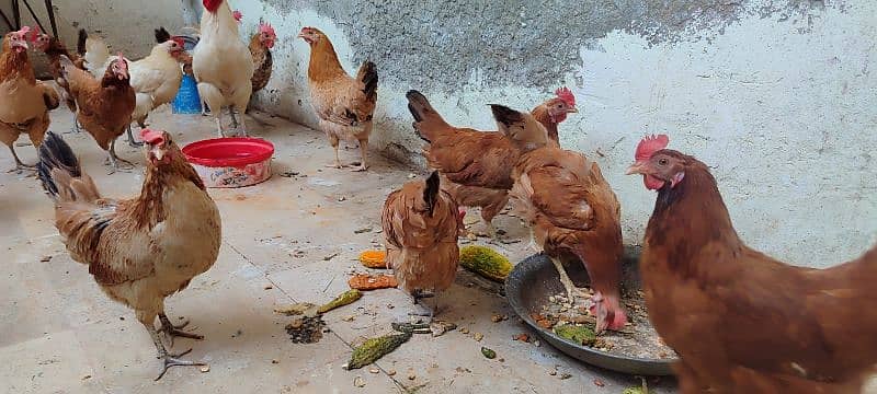 Hens For Sale 3
