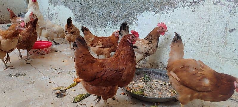 Hens For Sale 5