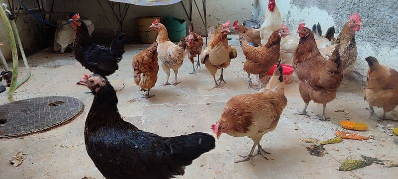 Hens For Sale 6