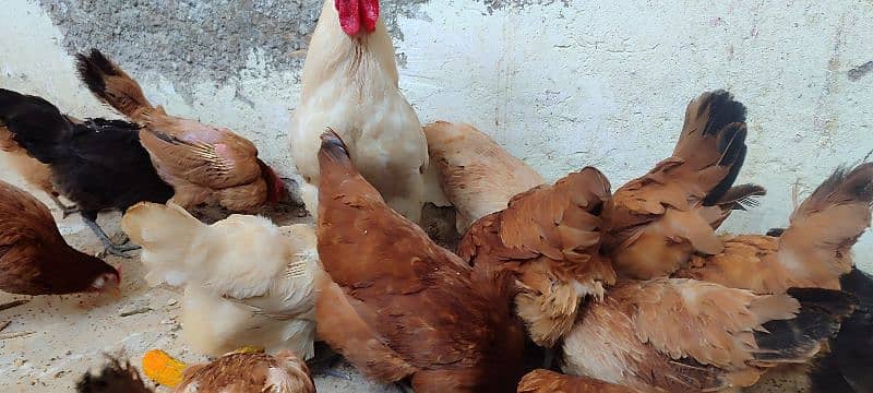Hens For Sale 8