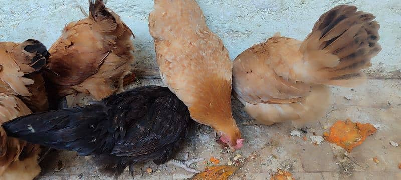 Hens For Sale 9